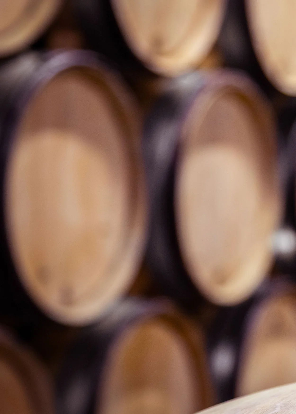 Botti di vino in cantina