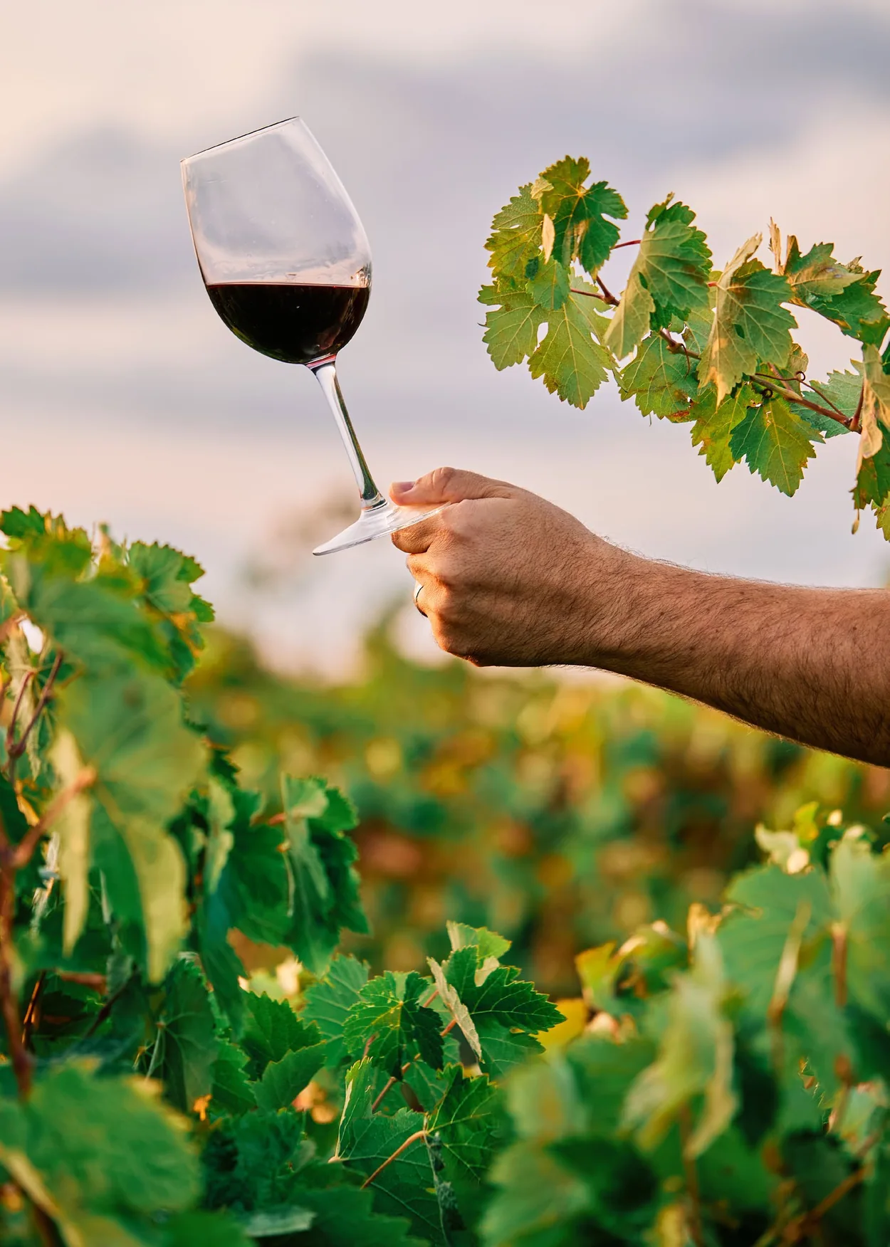 Un calice di vino nel vigneto