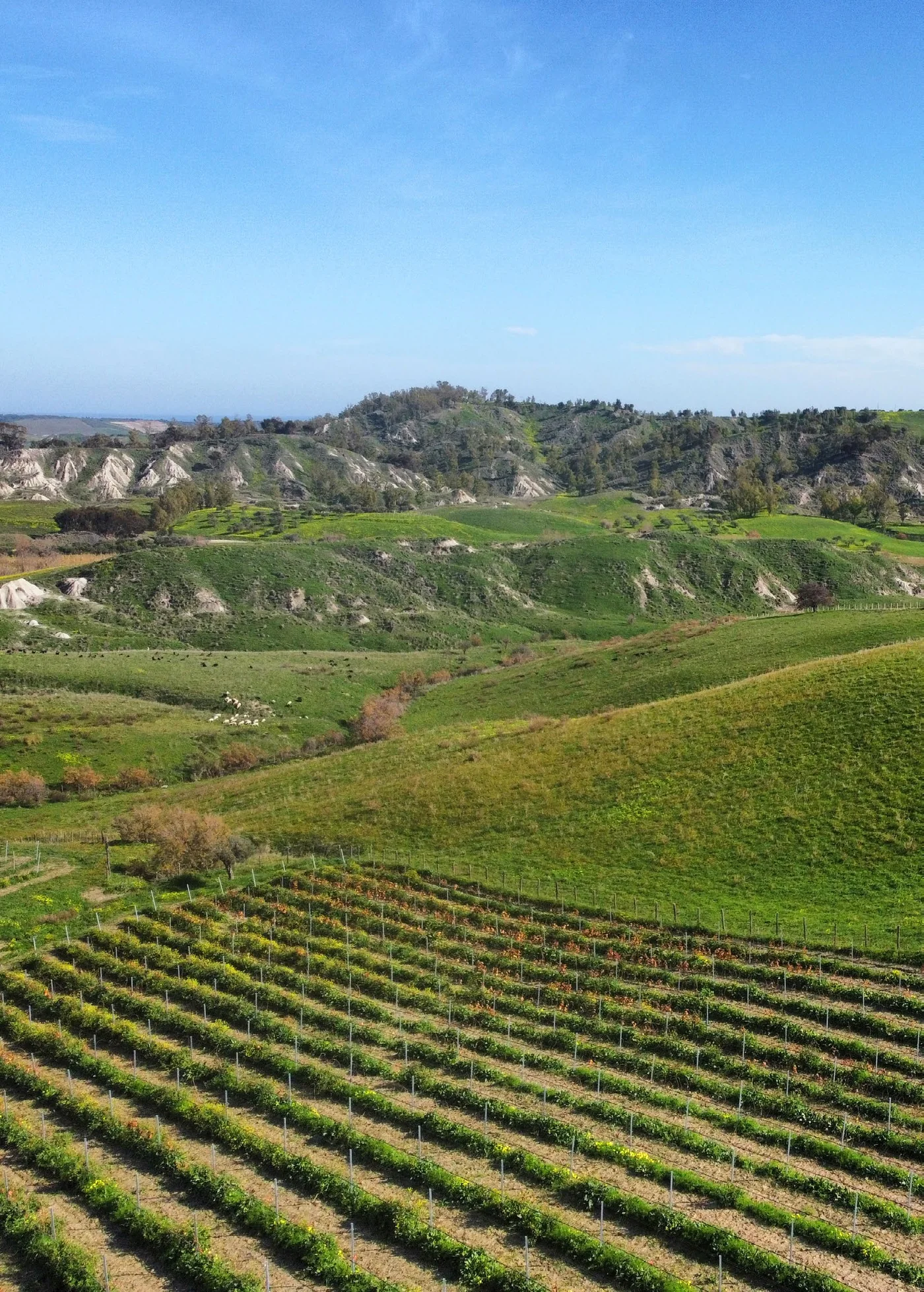 Vigneti sulle colline di Bivongi