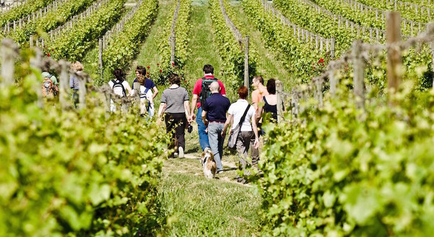 TOUR IN VIGNA