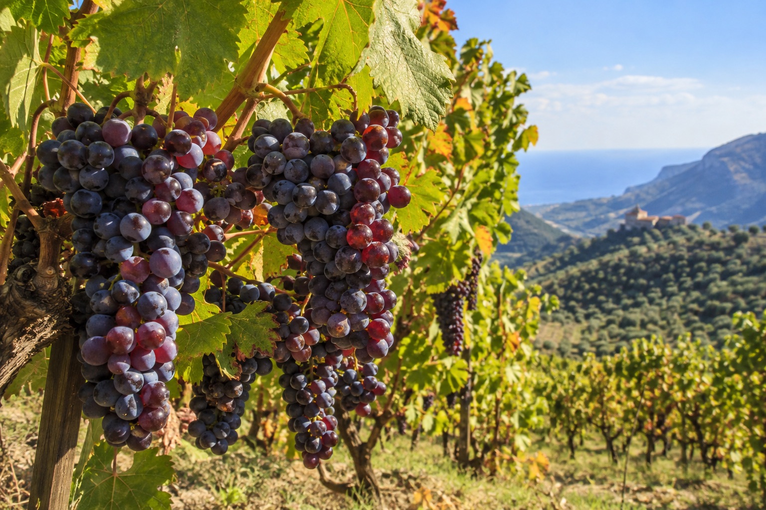 Vitigno Gaglioppo nei vigneti di Bivongi