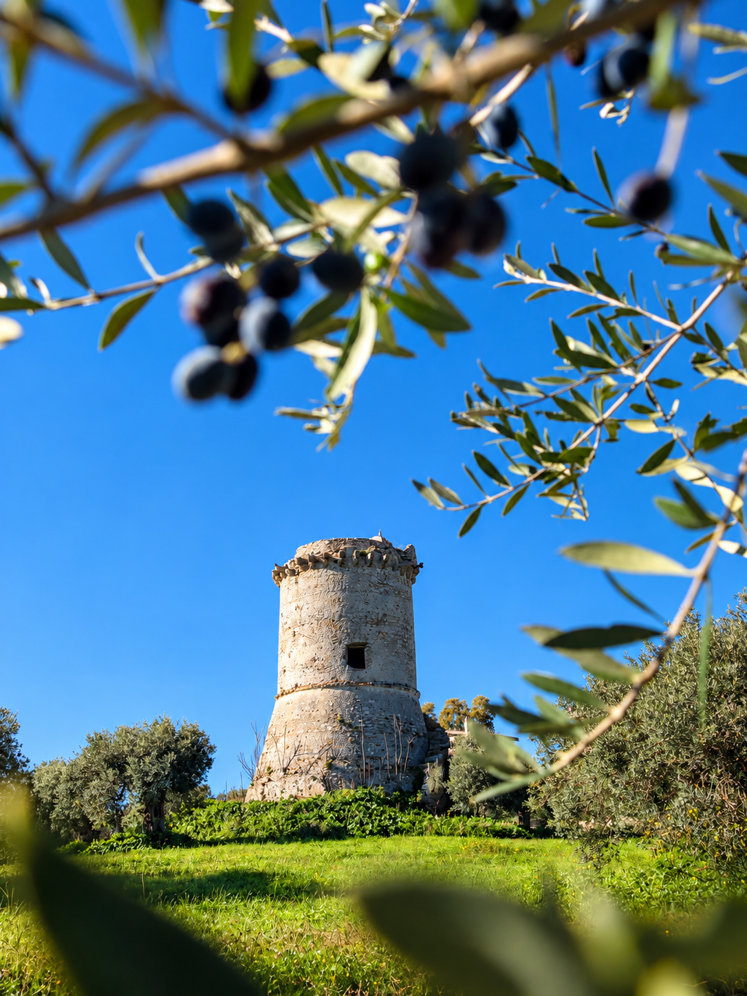 Torre rurale tra gli ulivi