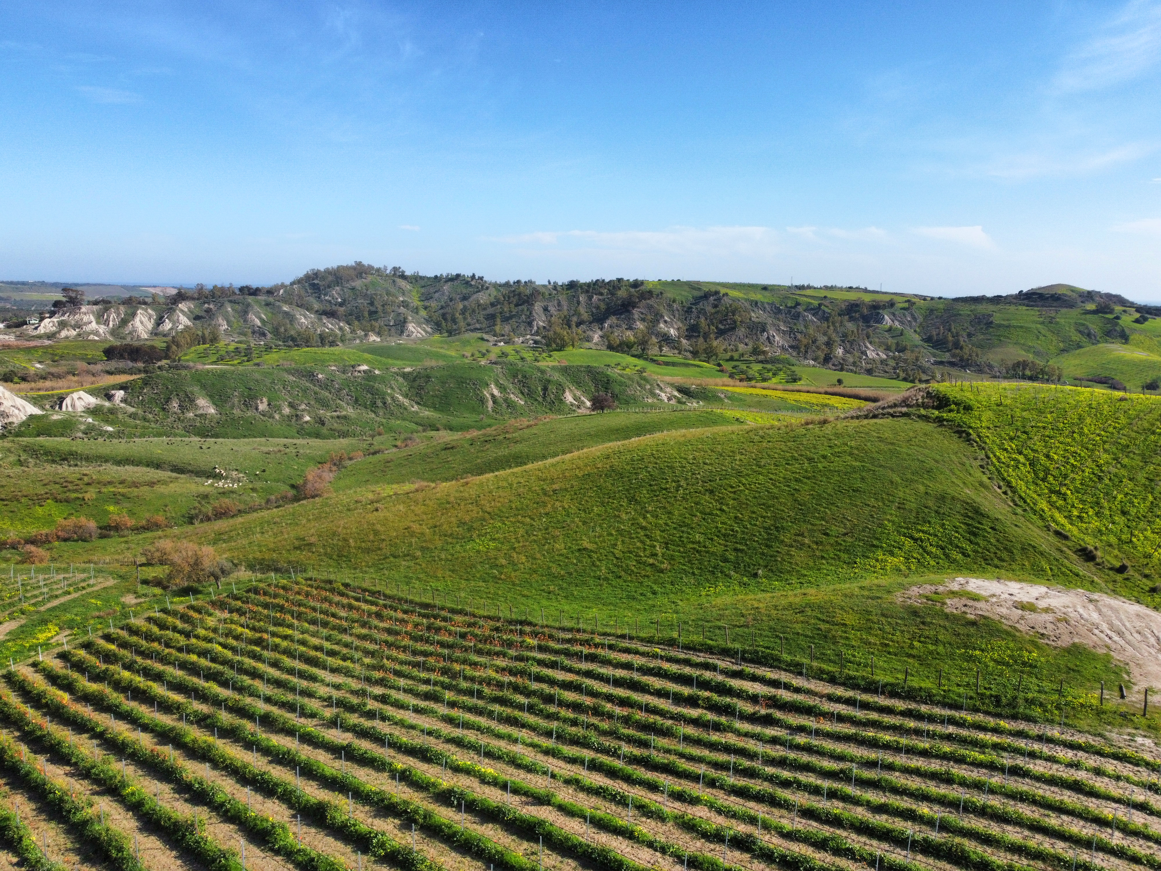 Produzione vinicola Bivongi